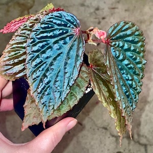 Begonia Botanicaz 98 V.2