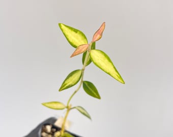 READY SOON Variegated Hoya Bella (Can acclimate to house conditions)