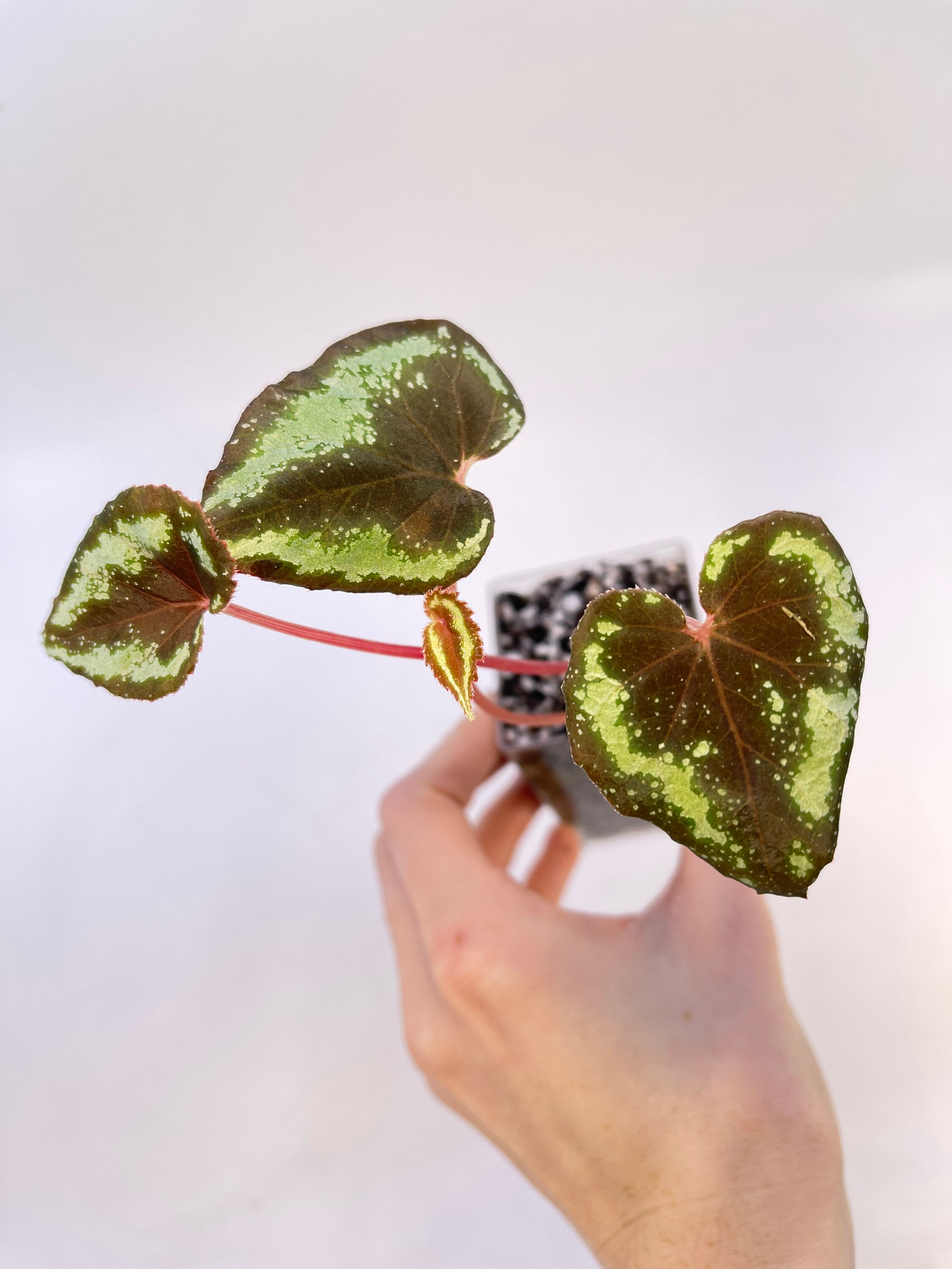 レア！60s〜70sアメリカアンティーク　多彩色ニットラグ　USAヴィンテージ レア！60s〜70sアメリカアンティーク 多彩色ニットラグ USA