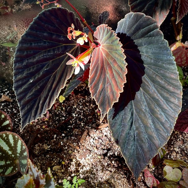 One FREE per item purchased Begonia Botanicaz 56 V.2 (non-exact)