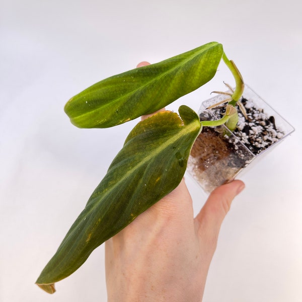 Philodendron Gigas (RESCUE)(Potted in Sphagnum Moss)
