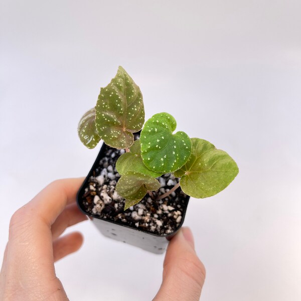 Begonia ‘Botanicaz 6’