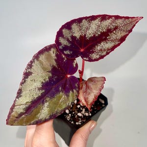 One FREE Per Item Purchased READY SOON Begonia Botanicaz 105 V.2 (Can acclimate to house conditions)