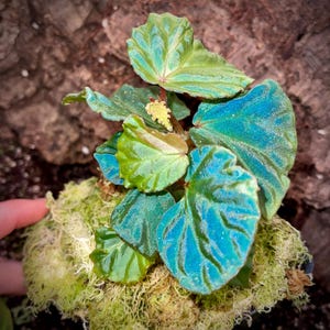 One FREE per item purchased Begonia Botanicaz 85 'Baby Blue'