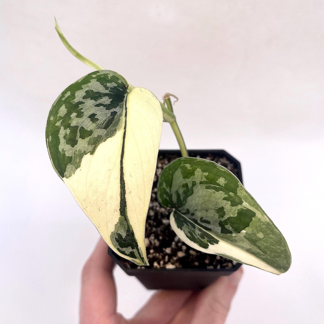 Scindapsus Variated Variegated Scindapsus Mayari (can Acclimate to House Conditions) - Etsy