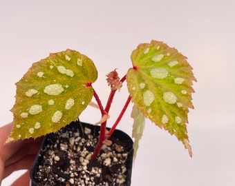 Begonia ‘Botanicaz 8’