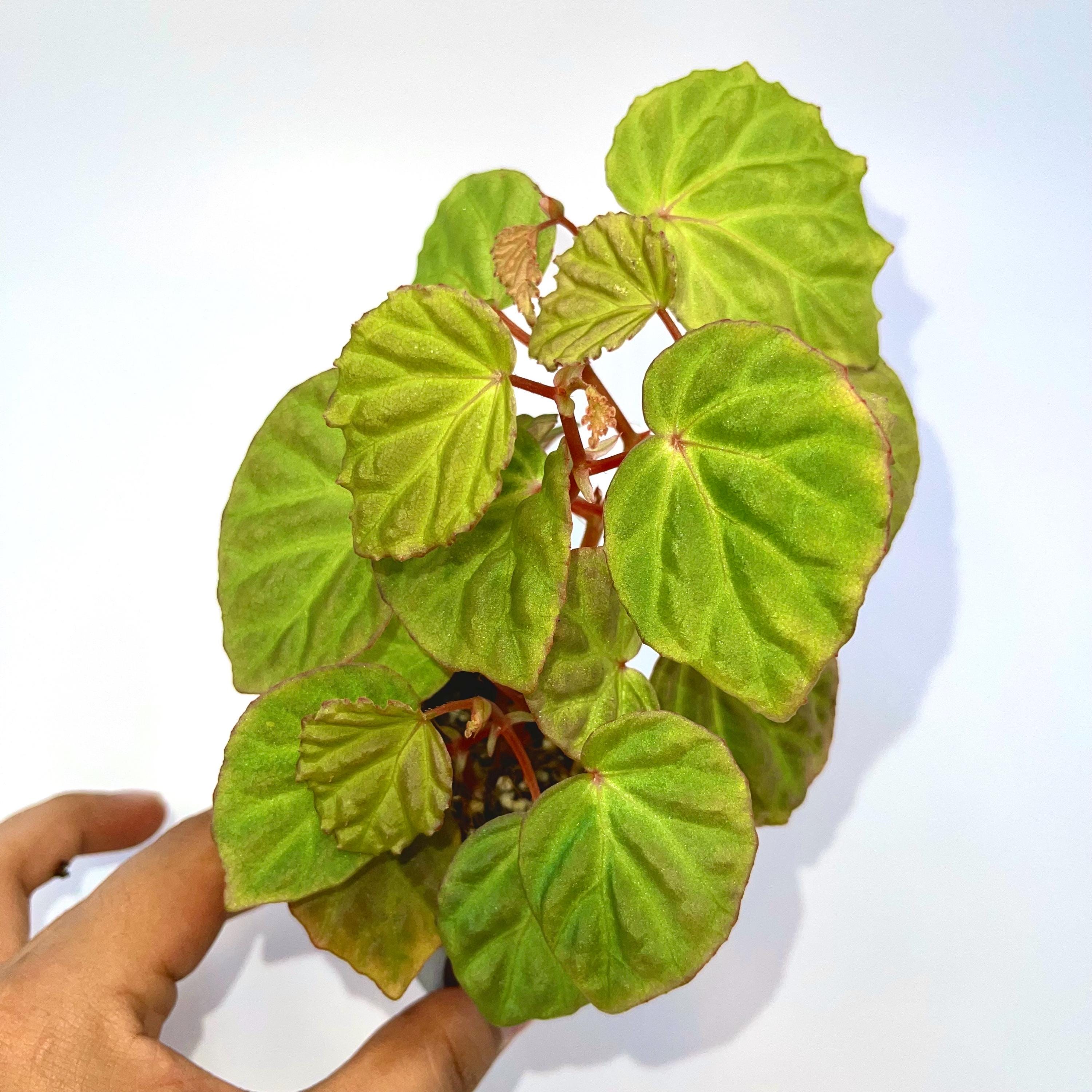 Begonia Botanicaz 85 V.5 'satin Mint' - Etsy