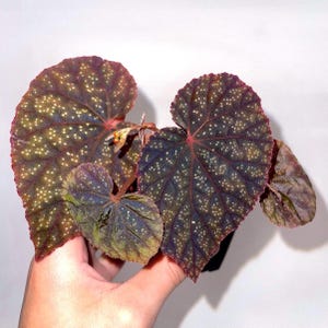 Begonia Botanicaz 45 V.3 Bronze Form (Can acclimate to house conditions)