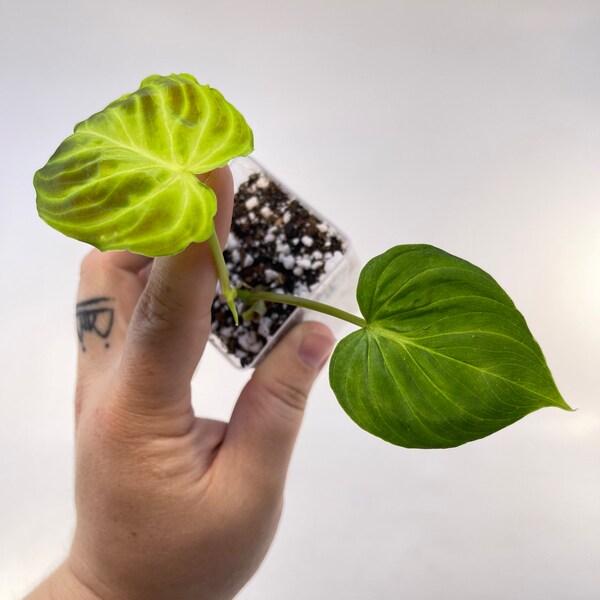Philodendron verrucosum (RESCUE)