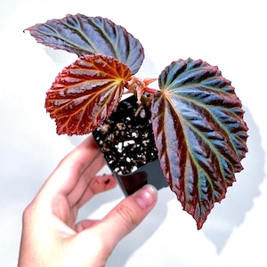 May include: A small potted plant with large, textured leaves. The leaves display a striking color gradient, transitioning from deep red edges to a mix of blue and green towards the center. The plant is held in a small black square pot.
