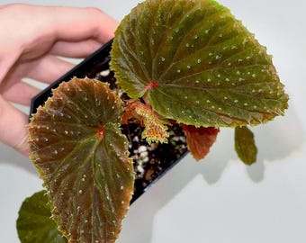 READY SOON Begonia Botanicaz 347 (Fragrant flowers)
