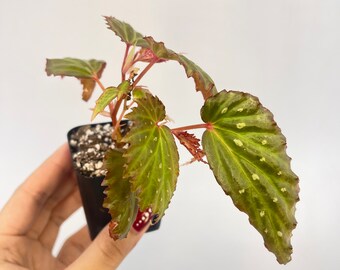 Begonia ‘Botanicaz 66’