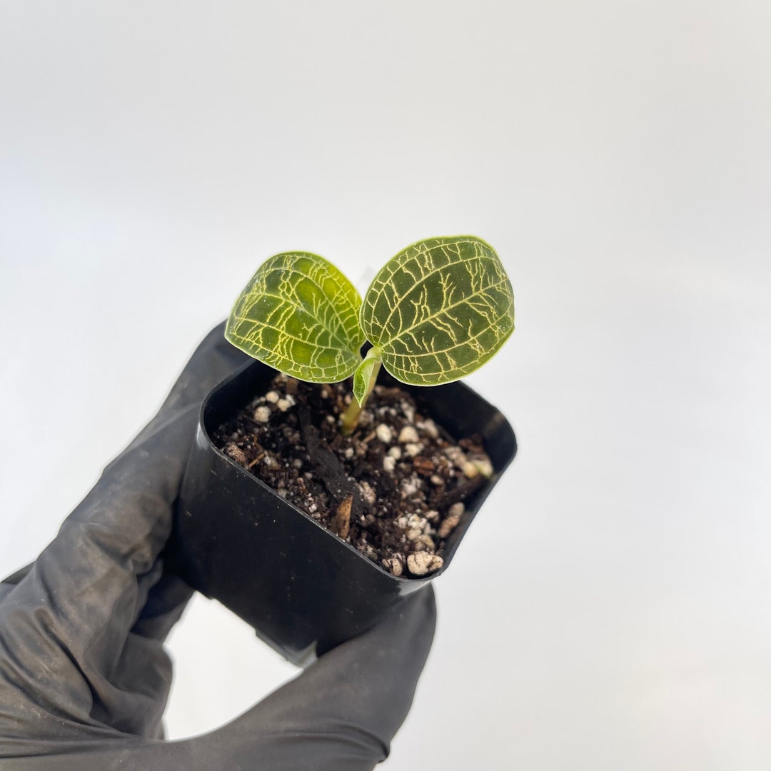 Macodes Petola lightning Bolt Jewel Orchid Rooting CUTTING Etsy