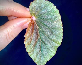 LEAF CUTTING Begonia sp. Bortonae