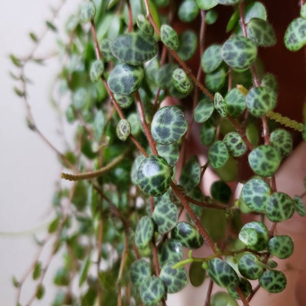 CUTTING ONLY Peperomia Prostrata (String of Turtles)