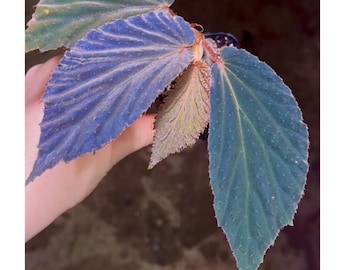 READY SOON Begonia Botanicaz 77
