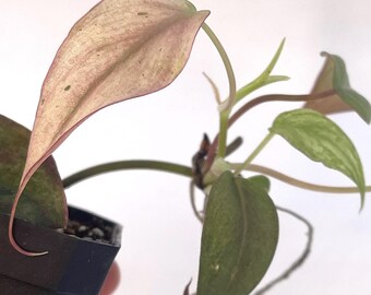 Variegated Philodendron micans ‘Mint’ (Can acclimate to house conditions)