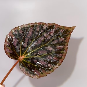 May include: A single heart-shaped leaf with dark green and pink variegation. The leaf is glossy and has a slightly textured surface.