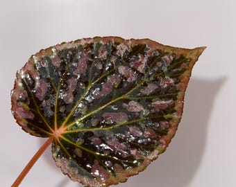 LEAF CUTTING Begonia 'Super Chloro' (Can acclimate to house conditions)