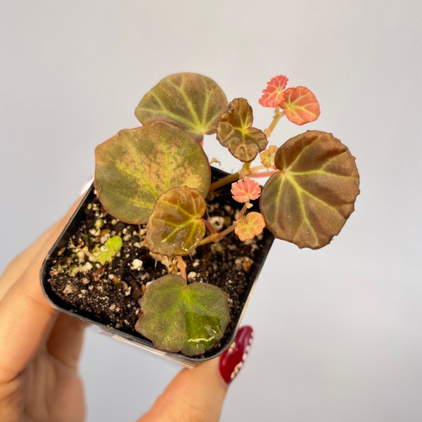 Begonia sp. Sarawak