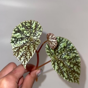 May include: Close-up of a Begonia leaf with a speckled pattern. The leaves are primarily green with white spots and a reddish stem. The smaller leaf has a brown and white pattern.