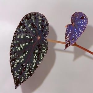 May include: Two heart-shaped leaves with a dark purple and white speckled pattern. The leaves are connected by a thin red stem.