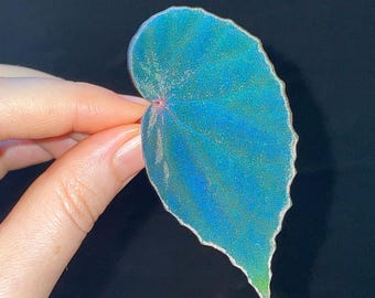 LEAF CUTTING Begonia Botanicaz 272