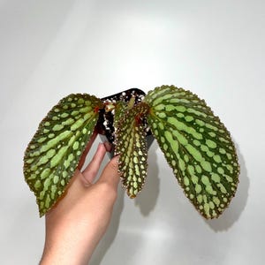 Begonia Botanicaz 222