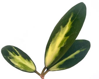 Variegated Hoya acuta (Inner variegated. Can acclimate to house conditions)