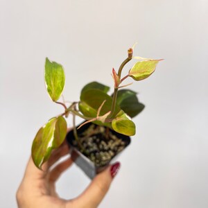 Variegated Philodendron Micans ‘Velvet Halo’