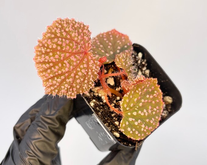 Begonia pink urchin aka botanicaz 7 etsy