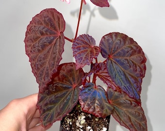 One FREE Per Item Purchased Begonia Botanicaz 115 V.5