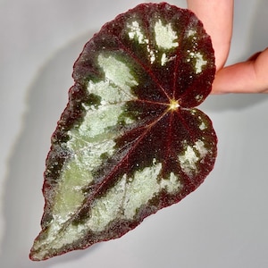 Botanicaz 105 - Etsy
