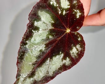 One FREE Per Item Purchased LEAF CUTTING Begonia Botanicaz 105 V.2 (Can acclimate to house conditions)