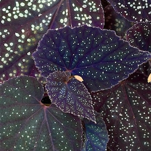 One FREE per item purchased Begonia Botanicaz 45 V.1 (Non-Exact) READY SOON