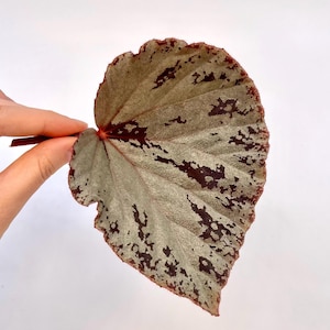 May include: A single, large, heart-shaped leaf with a silver-green color and dark red veins and edges.