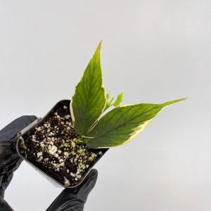 May include: A small potted plant with vibrant green leaves edged in cream. The leaves have a prominent veined texture. The plant is in a black plastic pot filled with soil and small white stones. The plant is held by a gloved hand.