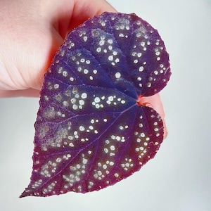 LEAF CUTTING Begonia 'Botanicaz 45 V.2' (Can acclimate to house conditions)