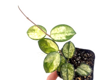 Variegated Hoya Mathilde