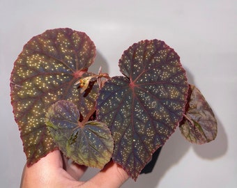Begonia ‘Botanicaz 45’ Bronze Form (non-exact)