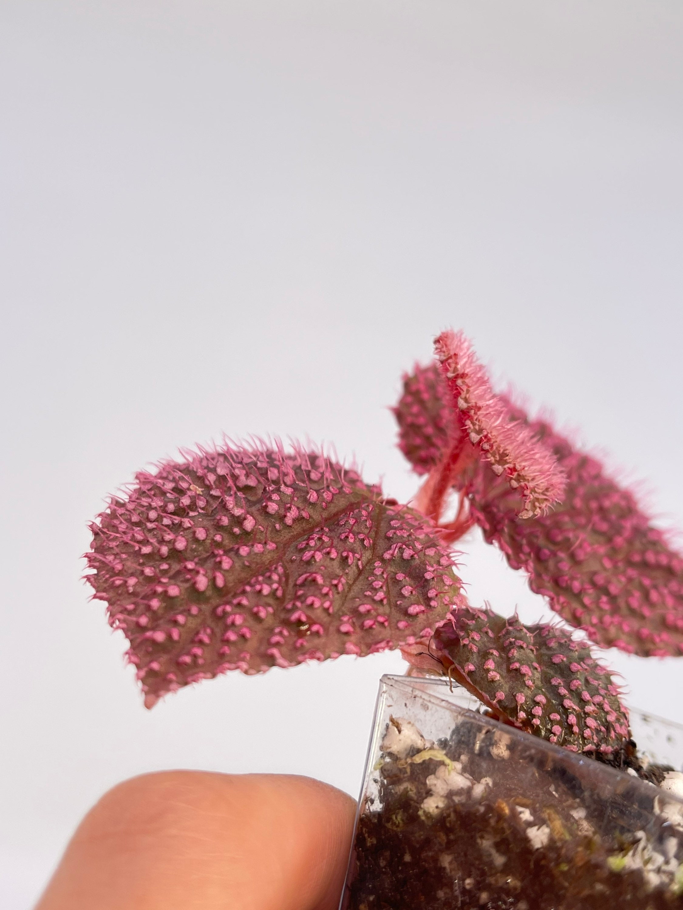 専用❣️Begonia PROPAGATE TO ORDER Begonia Botanicaz 7 'pink Urchin' - Etsy