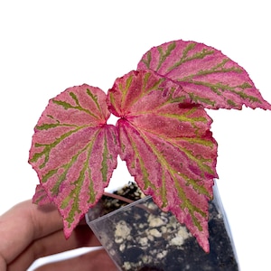 One FREE per item purchased Begonia Botanicaz 100