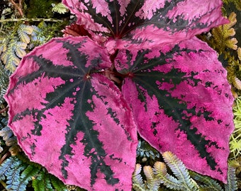 Begonia Botanicaz 15 ‘Snowberry’