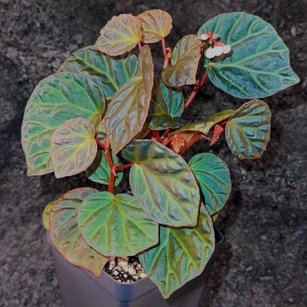 Una GRATIS por artículo comprado Begonia Botanicaz 85 V.3