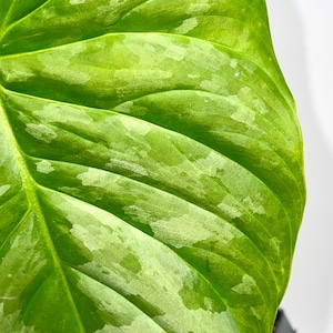 May include: Close-up of a vibrant green leaf with prominent veining and irregular, light green variegation. The leaf's surface has a textured appearance, and the image is well-lit, highlighting the details of the plant. The leaf is part of a larger plant.