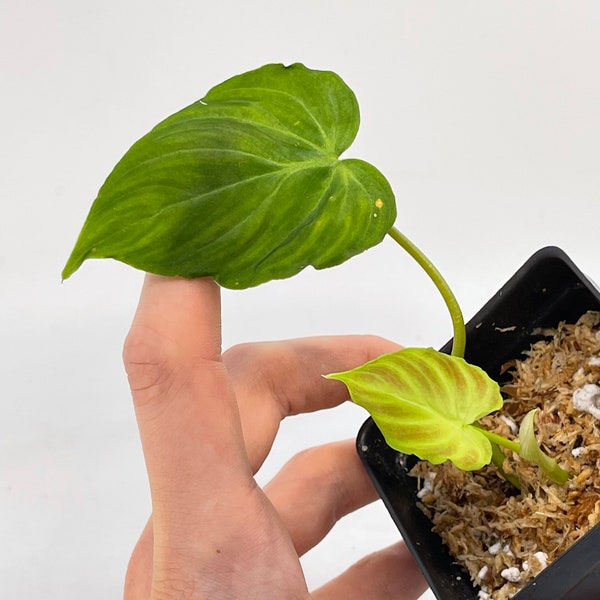 Philodendron verrucosum (Rescue)(Potted in Sphagnum Moss)