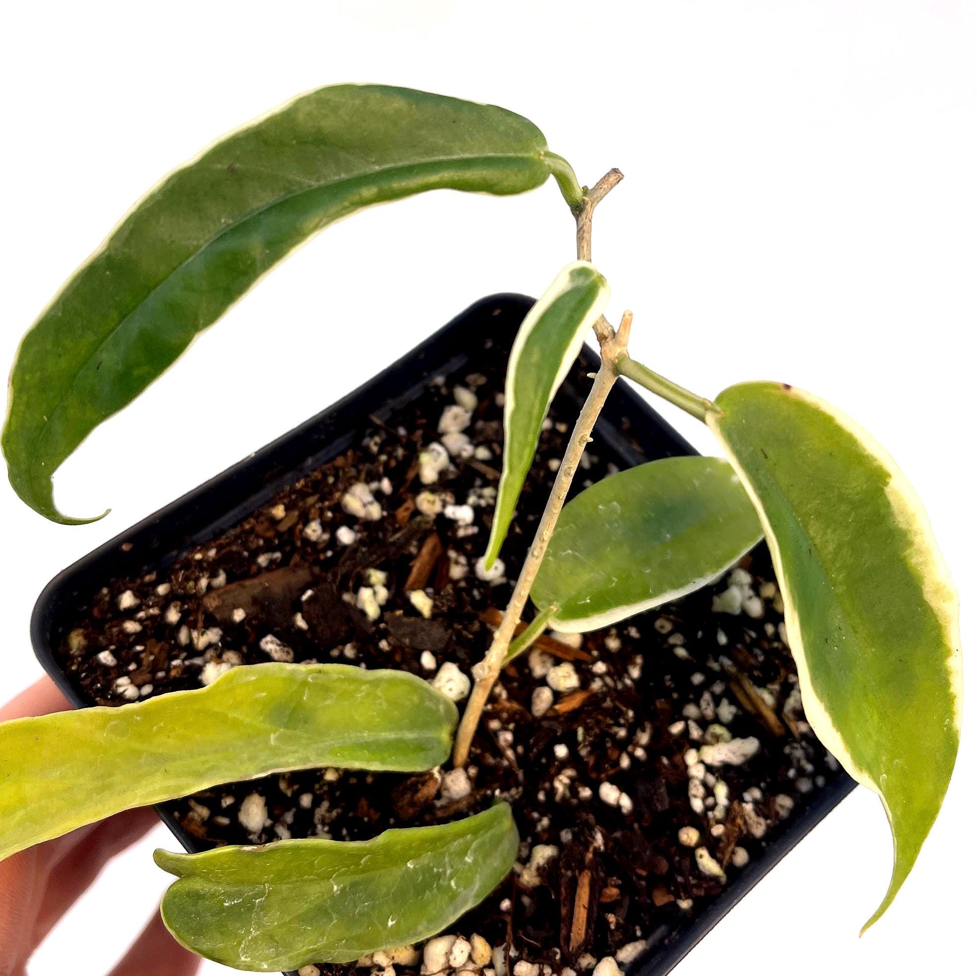 zitronengras saatgut Saatgut Zitronengras - Cymbopogon flexuosus