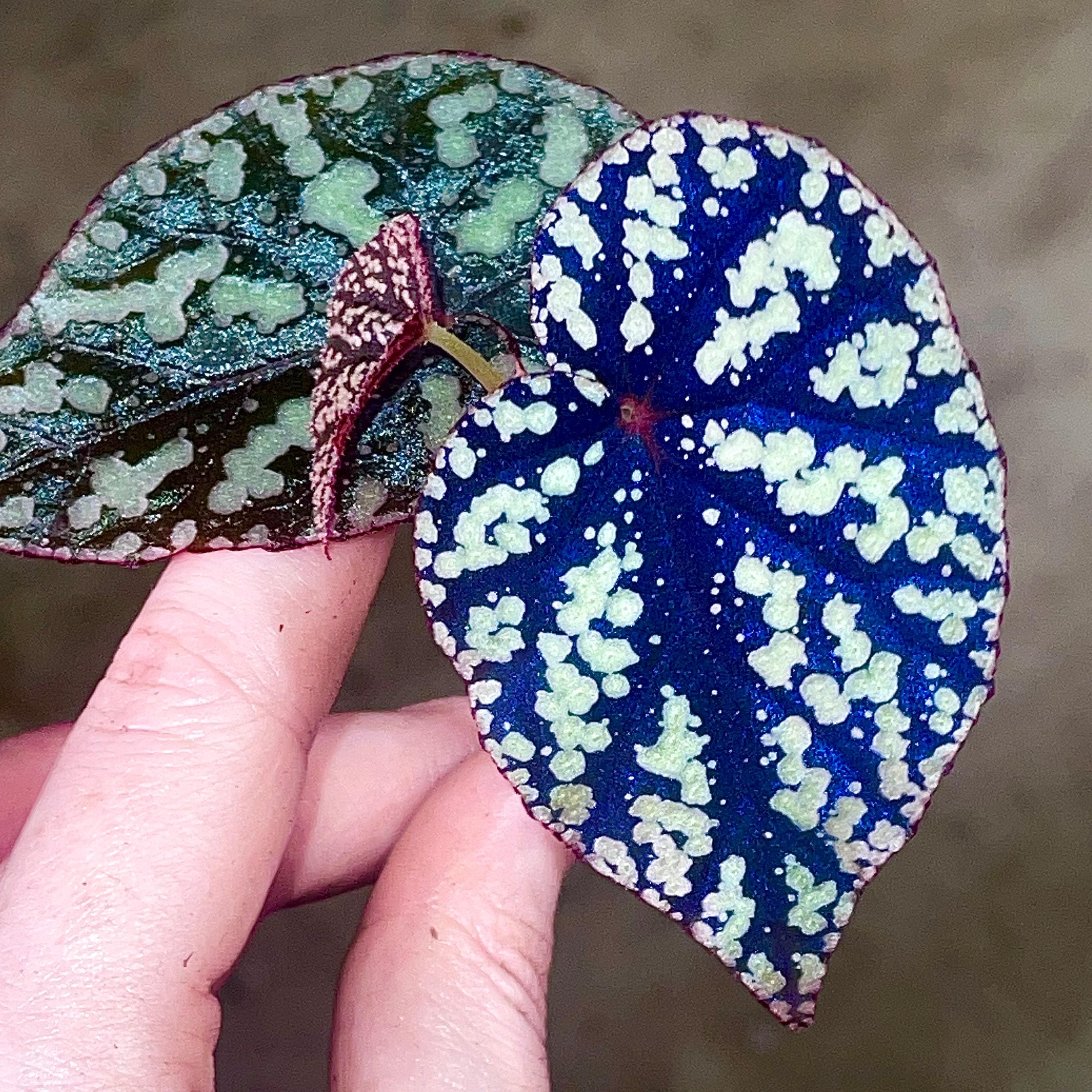 GOUJIN × BOTANIZE (A) PROPAGATE TO ORDER Begonia Botanicaz 7 'pink Urchin' - Etsy
