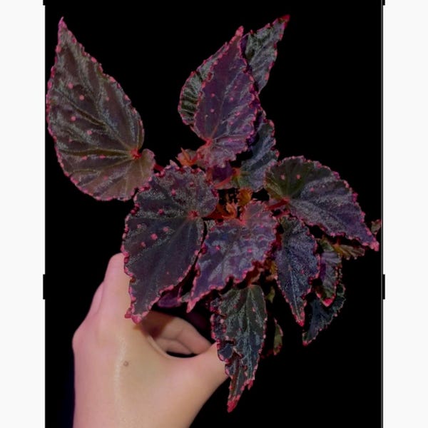 Begonia Botanicaz 44 V.2 (Oscura)