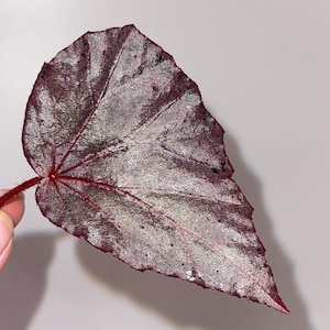 May include: Close-up of a begonia leaf with a burgundy and silver metallic sheen. The leaf has a prominent veined structure and a reddish stem. The leaf's edges are slightly textured, and the overall appearance is detailed and visually striking.